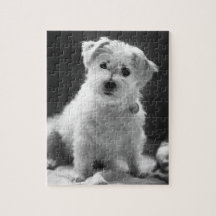 Un perrito más blanco embroma rompecabezas