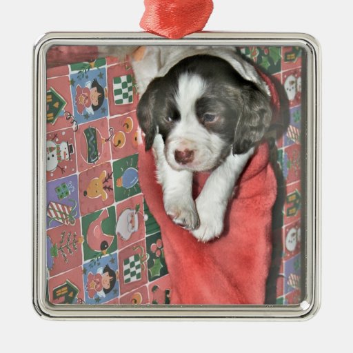 Un perrito para el navidad ornamentos para reyes magos