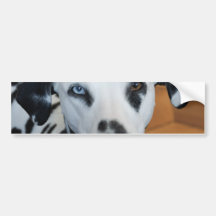 Un perro lindo del Dalmatian del ojo azul Etiqueta De Parachoque