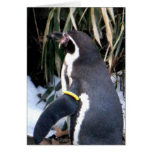 Un pingüino agradecido felicitacion 