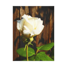 Un solo rosa blanco - lona envuelta lona estirada galerías