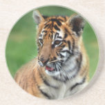 Un tigre de bebé lindo posavasos cerveza