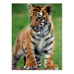 Un tigre de bebé lindo tarjeta postal