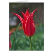 Un tulipán felicitación