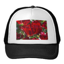 Un tulipán rojo gorra