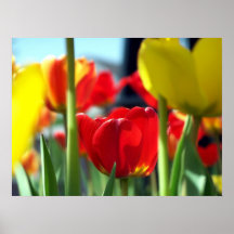 Un tulipán rojo poster