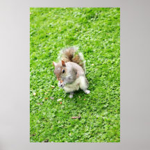 Una ardilla en la hierba poster