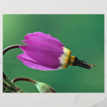 Una flor de la estrella fugaz contra verde flyer personalizado