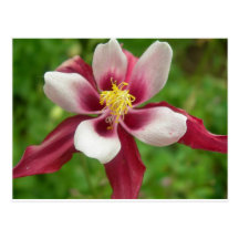 Una flor imponente tarjetas postales