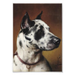 Una foto de great dane