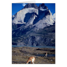 Una manada de guanacos, parque nacional de Torres  Tarjeta