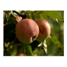 una manzana orgánica postal