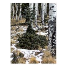 Una picea azul muy impar tarjeta postal