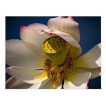 Una postal del flor de Lotus