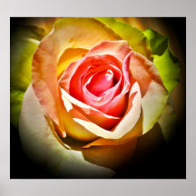Una rosa para Él Impresiones