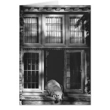 Una siesta en el sol - Brujas Felicitaciones