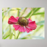 Una sola floración roja del Helenium Posters