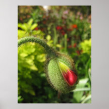 Una vez sobre un ~ del jardín la princesa y el gui posters