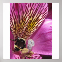 Una vez sobre una abeja ocupada del ~ del jardín posters