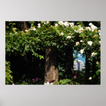 Una visión a través de las rosas poster