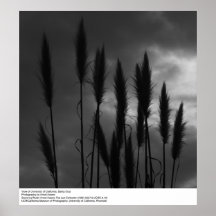 Universidad de California, Santa Cruz, Ansel Adams Posters