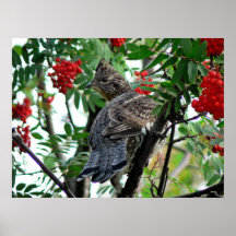 Urogallo de temporada poster