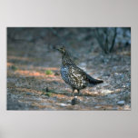 Urogallo Spruce, gallina Poster