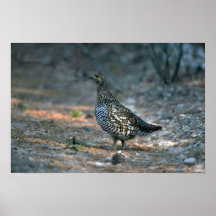 Urogallo Spruce, gallina Poster
