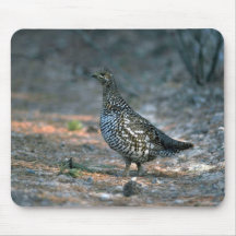 Urogallo Spruce, gallina Tapetes De Ratones