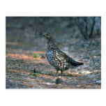 Urogallo Spruce, gallina Tarjeta Postal