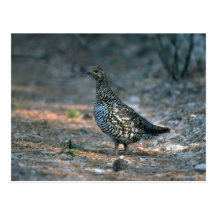 Urogallo Spruce, gallina Tarjeta Postal
