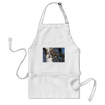Urogallo superado encaramado en un árbol de abedul delantales