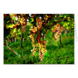 Uvas colgantes en las vides tarjetas