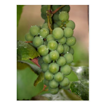 Uvas del Seneca Postal