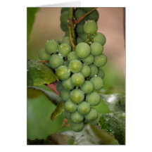 Uvas del Seneca Tarjetón