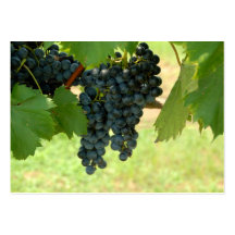 Uvas del viñedo tarjeta de visita