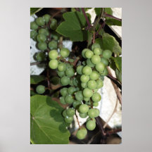 Uvas después de una impresión de la lona de la llu posters
