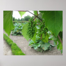 Uvas en el palacio de Versalles Posters