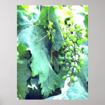 (Uvas en la fabricación) impresión del poster