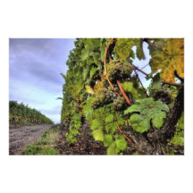 uvas en una vid fotos