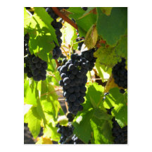 Uvas - postal