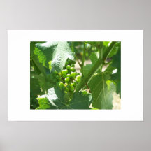 uvas poster