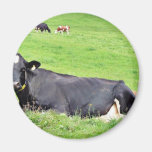 Vaca austríaca negra que pone en la tierra imanes  