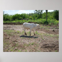 Vaca blanca posters