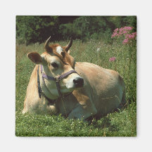 Vaca del jersey de Brown en un imán del refrigerad