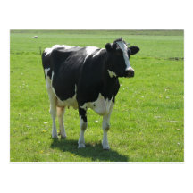 Vaca holandesa del Frisian en prado verde Tarjetas Postales