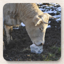 Vaca que que lame una sal del bloque posavasos de bebidas