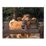 Vaca Tarjeta Postal