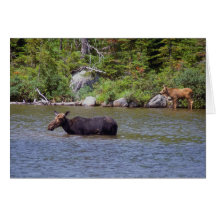 Vaca y alces recién nacidos del becerro tarjetas