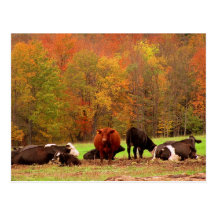 Vacas de la caída postales